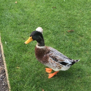 My Favourite duck in the world!!