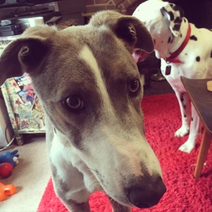 What's that spotty one up to behind me?