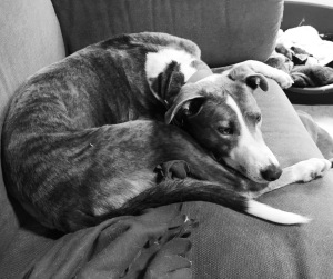 Drago enjoying his last day of comfort on the sofa.